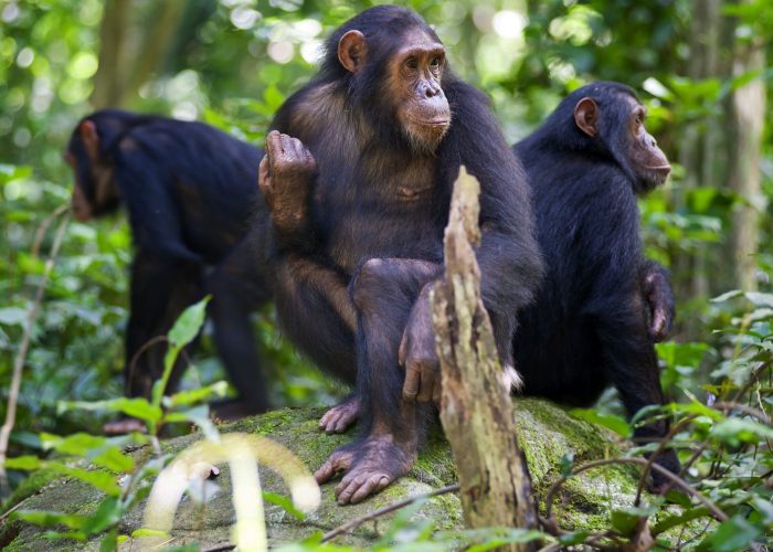1781971937325-3 Days Kibale forest park chimpanzee tracking & Bigodi wetland walk